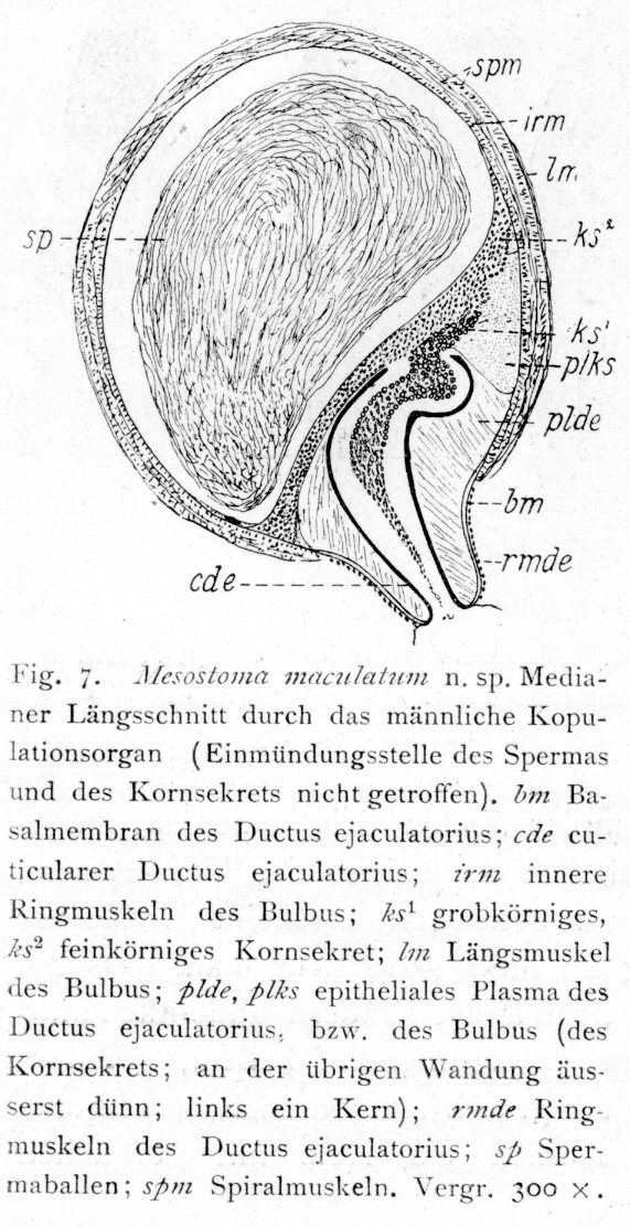Fig Mesostoma maculatum