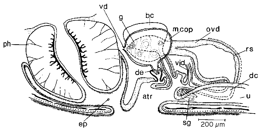 Fig Mesostoma michaelseni