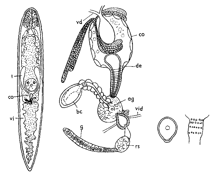 Fig Mesostoma murmanicum