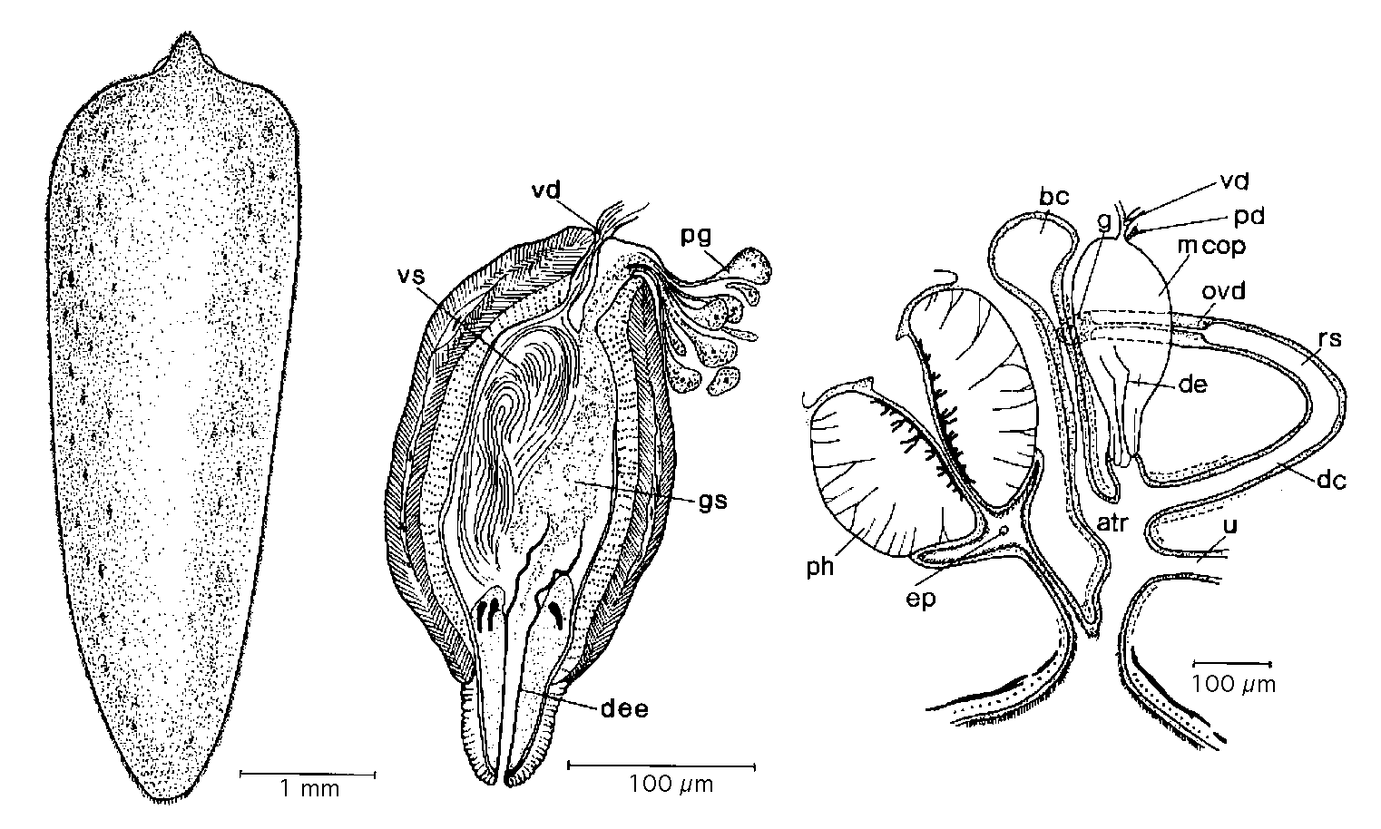 Fig Mesostoma nigrirostrum