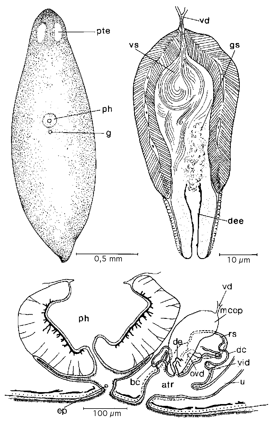 Fig Mesostoma platygastricum