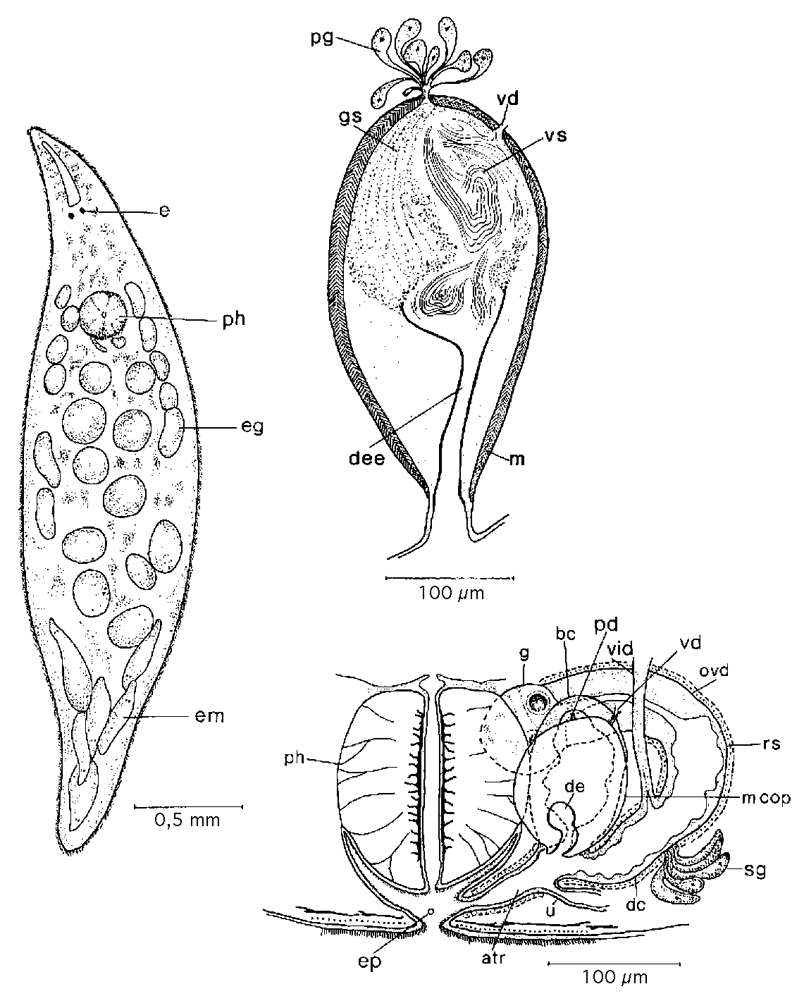 Fig Mesostoma productum