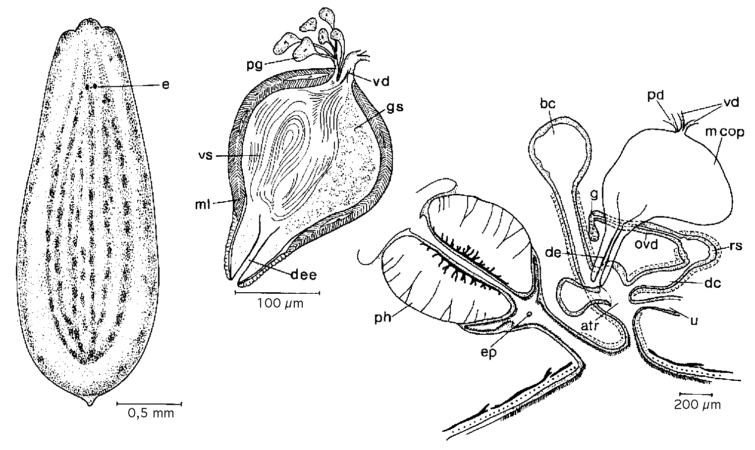 Fig Mesostoma rhynchotum