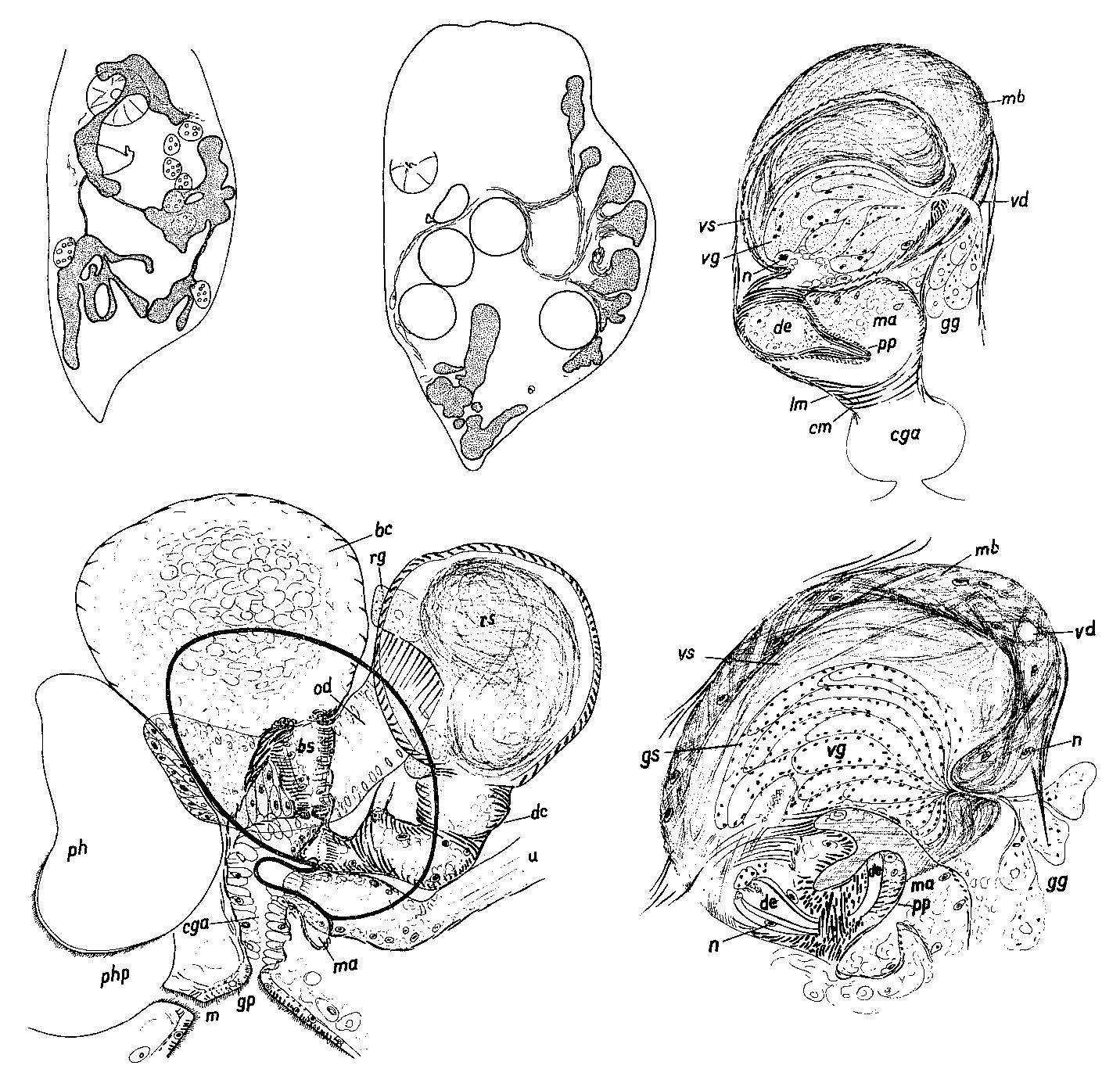 Fig Mesostoma sibollae