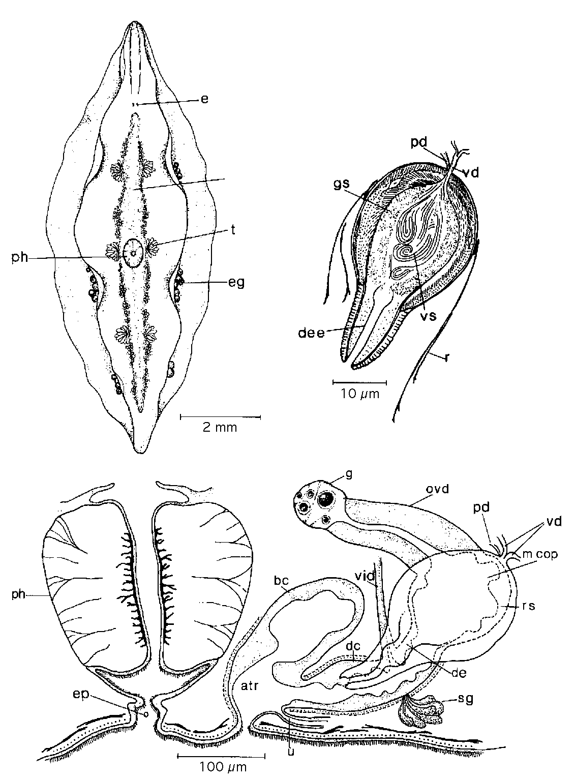 Fig Mesostoma tetragonum
