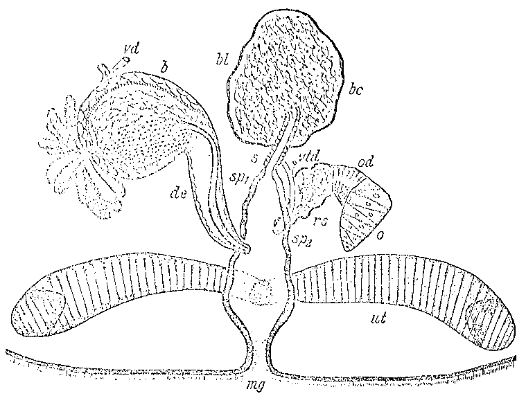 Fig Mesostoma togarmense