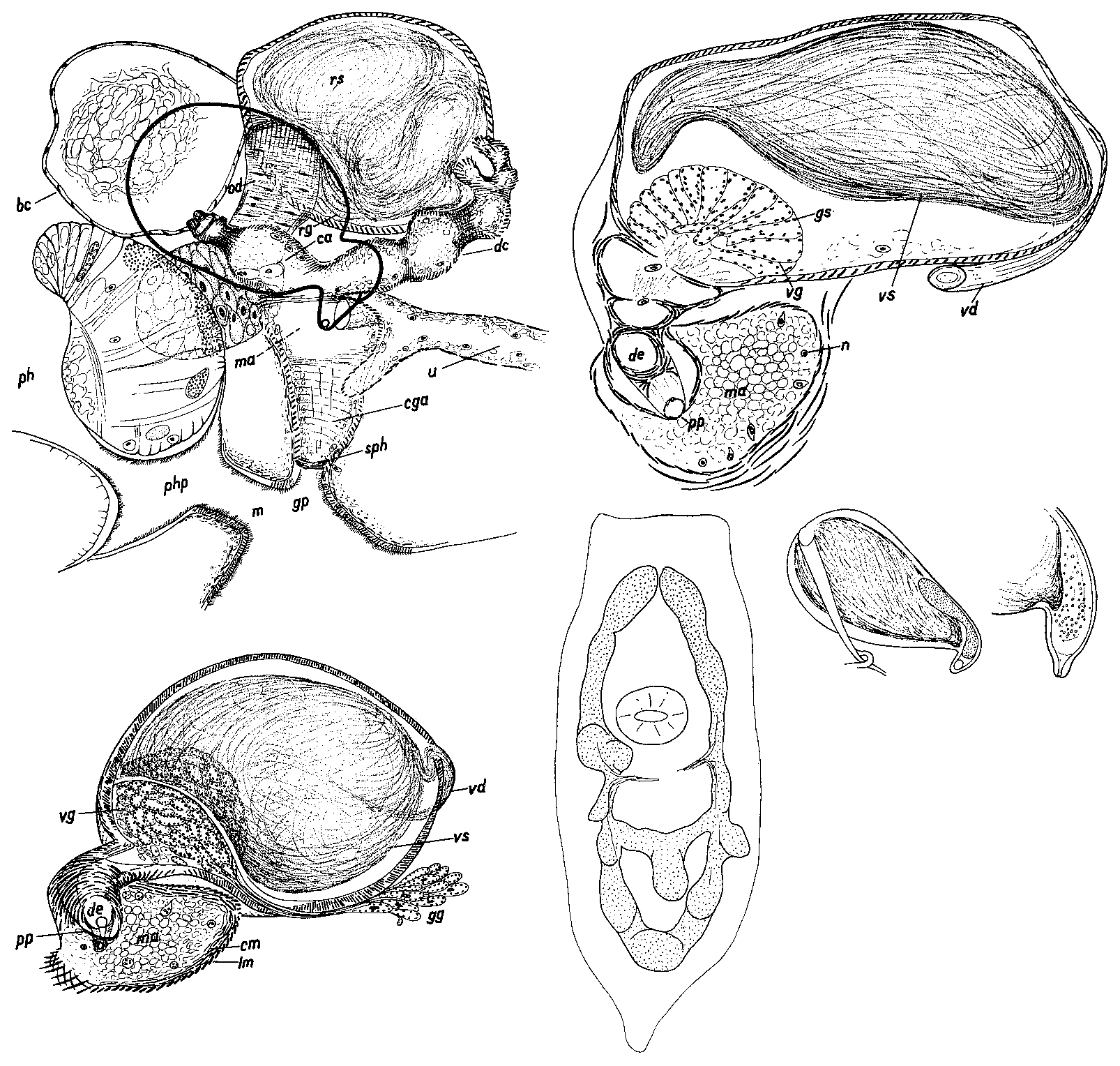 Fig Mesostoma viaregginum