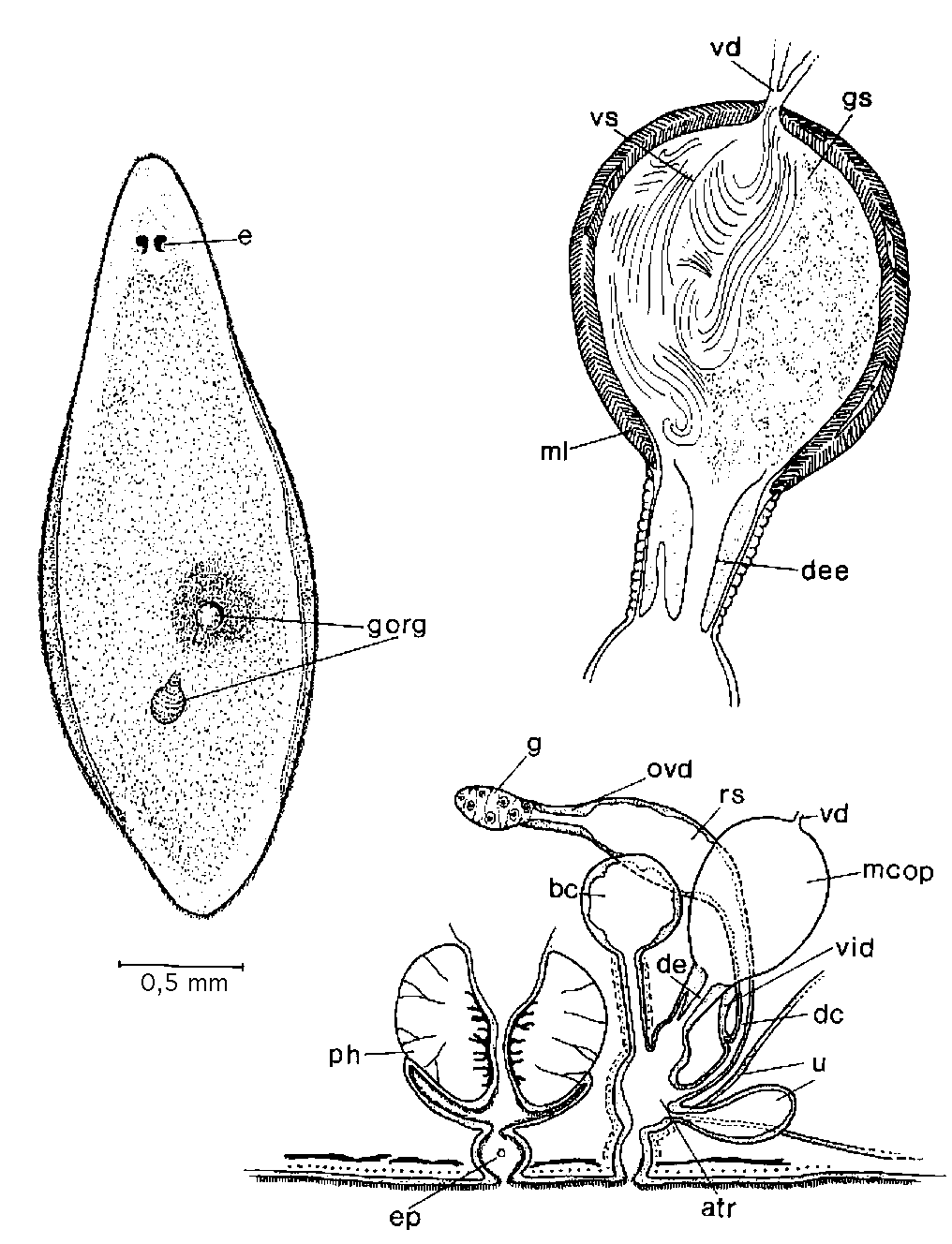 Fig Mesostoma virginianum