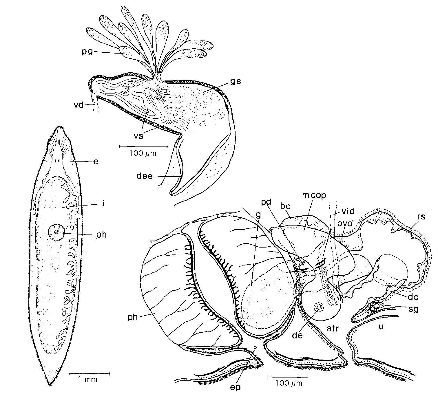 Fig Mesostoma zariae