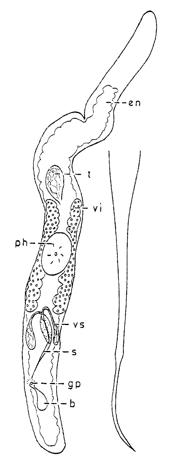 Fig Ciliopharyngiella constricta