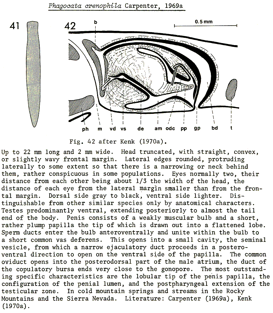Fig Phagocata crenophila