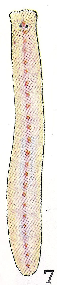 Fig Phagocata papillifera
