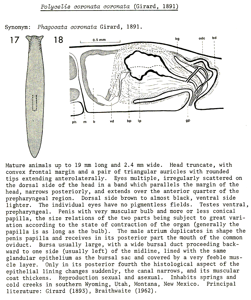 Fig Polycelis (Polycelis) coronata borealis