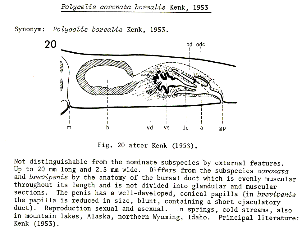 Fig Polycelis (Polycelis) coronata borealis