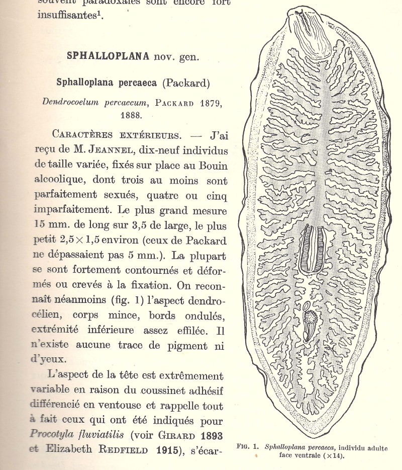 Fig Kenkiidae Sphalloplana