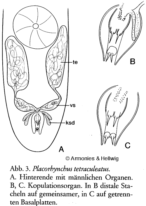 Fig Placorhynchus tetraculeatus