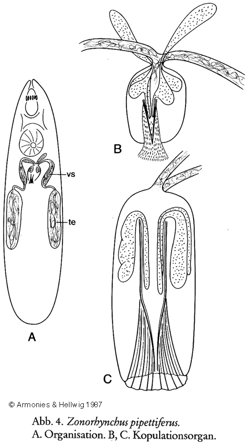 Fig Zonorhynchus pipettiferus