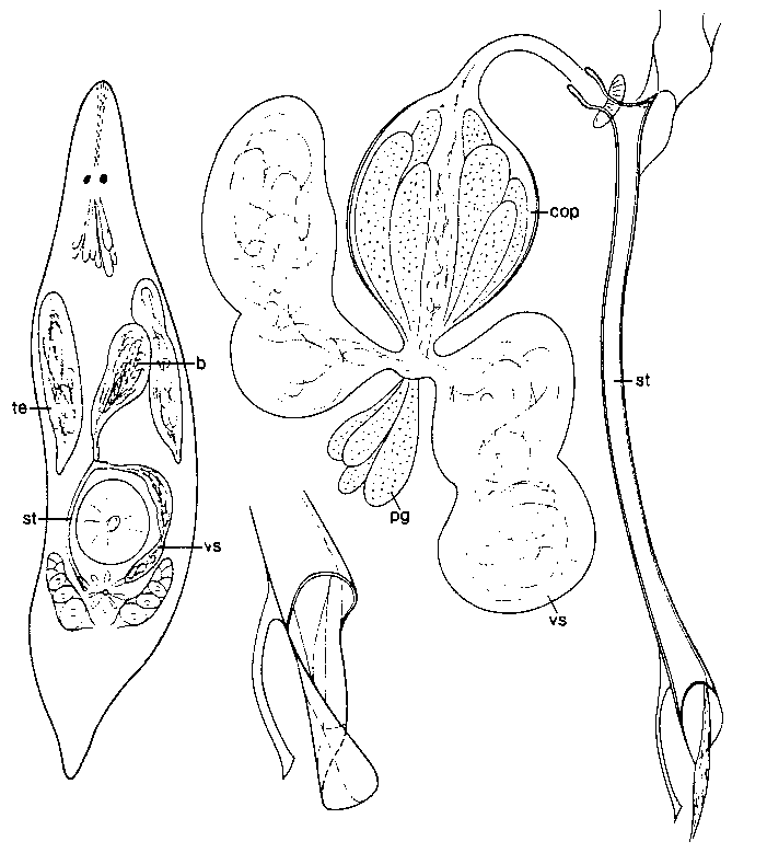 Fig Promesostoma fibulatum