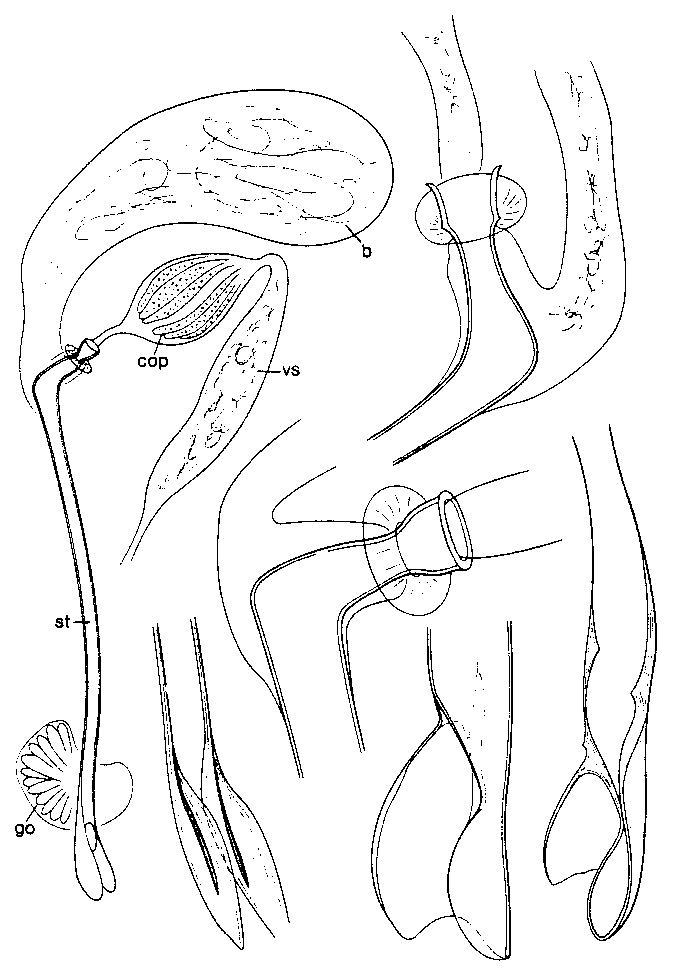 Fig Promesostoma bilobatum
