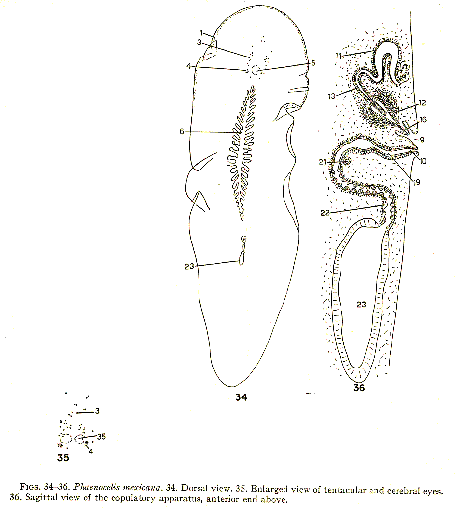 Fig Phaenocelis mexicana