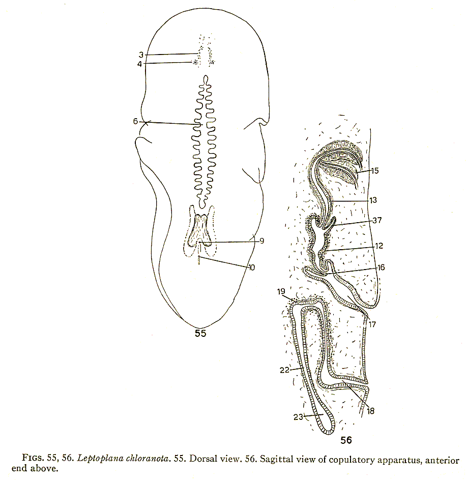 Fig Stylochoplana chloranota