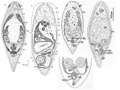 fig Monoporus rubropunctata