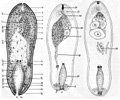 fig Diopisthoporus longitubus