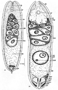 fig Diopisthoporus brachypharyngeus