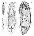 fig Pseudohaplogonaria viridipunctata