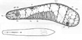 fig Paraproporus elegans