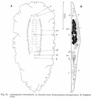 fig Leptoplana tremellaris
