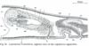 fig Leptoplana tremellaris