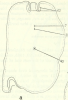 fig Pseudoceros sapphirinus