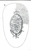 fig Leptoplana inquieta