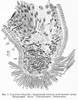 fig Symsagittifera bifoveolata