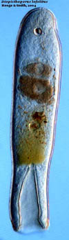fig Diopisthoporus lofolitis