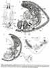 fig Kaitalugia lydieae