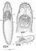 fig Stenostomum ventronephrium