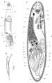 fig Acirrostylus poncedeleoni