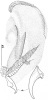 fig Reinhardorhynchus  ruffinjonesi