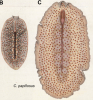 fig Cycloporus papillosus