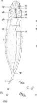 fig Stenostomum arevaloi