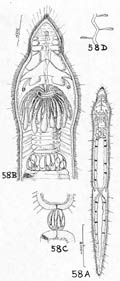 fig Stenostomum rosulatum