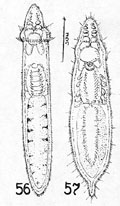 fig Rhynchoscolex evelinae