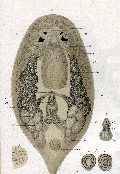 fig Pseudostomum quadrioculatum