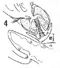 fig Cylindrostoma micropharynx