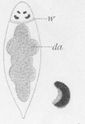 fig Cylindrostoma monotrochum