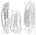 fig Pregermarium beaufortensis