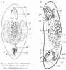 fig Plagiostomum falklandicum