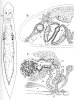 fig Plagiostomum girardi